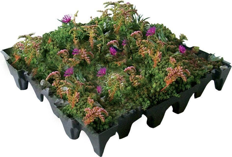 GrufeKit Sedum & Wildflower Green Roof Module 540mm x 540mm