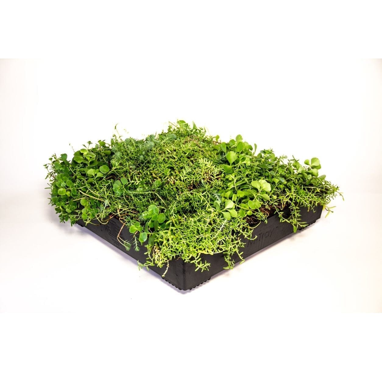 Wallbarn M-Tray® SEDUM Green Roof Modules 500 x 500 x 100mm