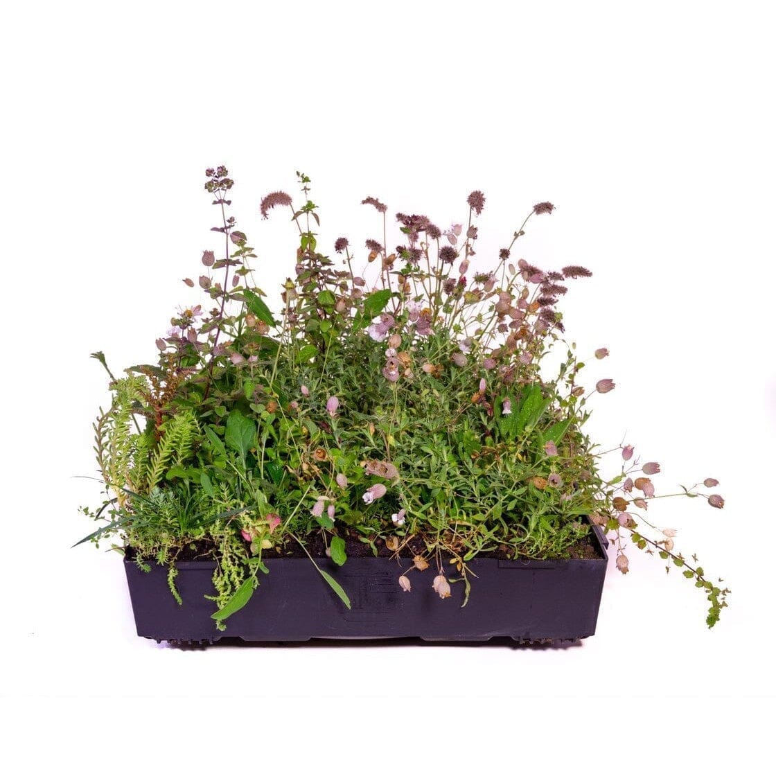 Wallbarn M-Tray® SEDUM / Wildflower Green Roof Module 500 x 500 x 100mm